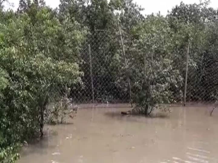সোমবার গ্রামে হানা দেয় রয়্যাল বেঙ্গল। মঙ্গলবার ভোরে নিজেই ফিরে যায় আজমলমাড়ির জঙ্গলে। তারপর থেকেই নজরদারি চালাচ্ছিল বন দফতরের বিশেষ দল। বন দফতর সূত্রে খবর, বারবার বাঘটি জঙ্গল থেকে বেরোনোর চেষ্টা করায়, বিপদের আশঙ্কায় খাঁচা পাতা হয়। 