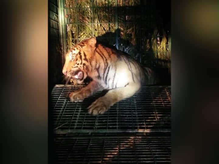 রাতেই খাঁচাবন্দি হয় রয়্যাল বেঙ্গল। বাঘটির বয়স আনুমানিক ৫-৬ বছর। উদ্ধার করে নিয়ে যাওয়া হয়েছে ঝড়খালি রেসকিউ সেন্টারে। সেখানে ফিট সার্টিফিকেট মিললে, ছেড়ে দেওয়া হবে দূরের জঙ্গলে। 