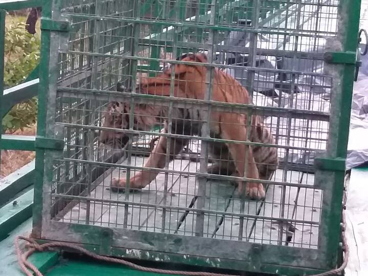 বন দফতরের আশঙ্কা, জঙ্গলে নাইলনের বেড়াজাল কোনওভাবে ছিঁড়ে যাওয়ায় বাঘটি বাইরে বেরিয়ে এসেছে। গ্রামে নদীর চরে ম্যানগ্রোভের ঝোপ বাড়ায়, ভুল করে সেটি লোকালয়ে ঢুকে পড়ে। 