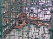 সুন্দরবনে খাঁচাবন্দি রয়্যাল বেঙ্গল, ফিট সার্টিফিকেট মিললেই যাবে দূরের জঙ্গলে...