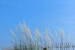 সব ছবি- বেলুড় মঠের ট্যুইটার অ্যাকাউন্ট থেকে