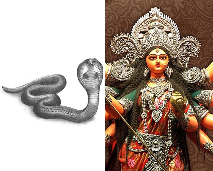 সাপ: শেষনাগ দেবী দুর্গাকে দিয়েছিলেন নাগপাশ৷ শুদ্ধ চেতনার প্রতীক হল এই সাপ।