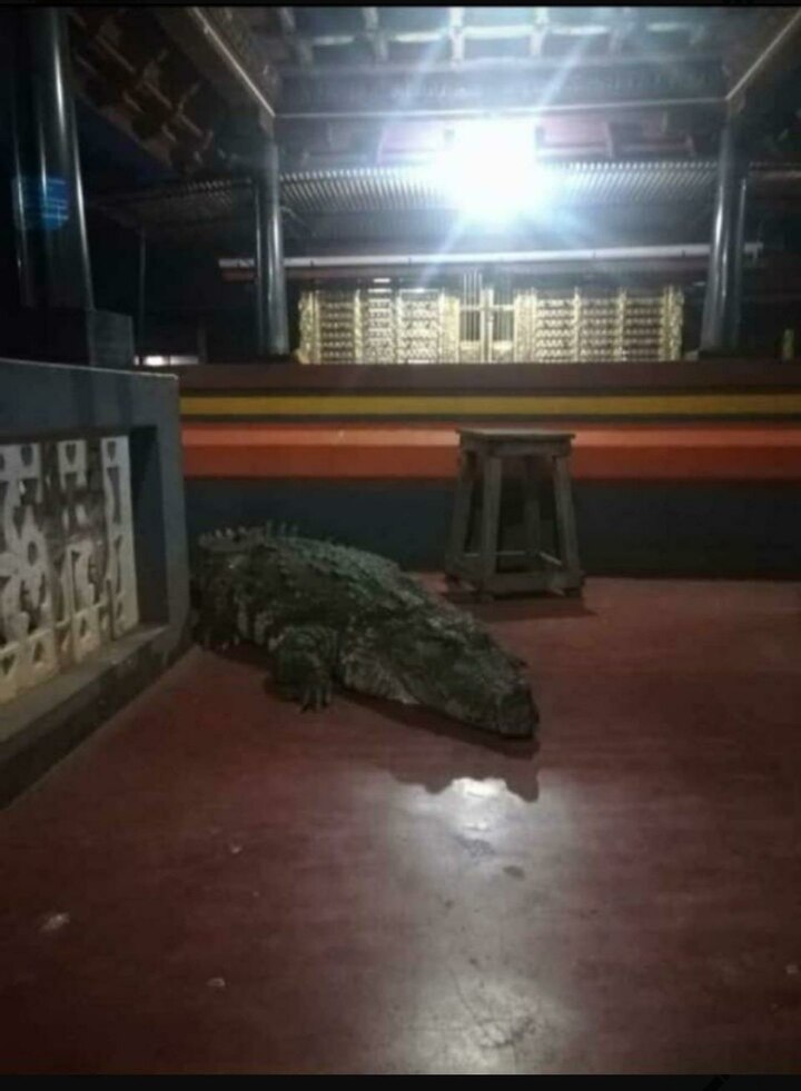 Vegetarian crocodile enters Kerala temple, leaves after priest's request  ‘নিরামিশাষী’ কুমীর ঢুকে পড়ল কেরলের মন্দিরে, পুকুরে ফিরে গেল পূজারীর নির্দেশে!
