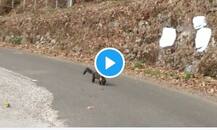 পাহাড়ি পথে ঘোরাফেরা নীলগিরি মার্টেনের, সুদৃশ্য এই বিরল প্রাণীর ভিডিও নজর কাড়বেই