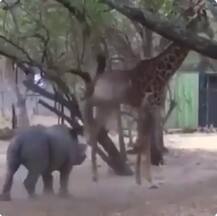 গণ্ডারকে সজোরে লাথি জিরাফের, তারপর... সোশ্যাল মিডিয়ায় ভাইরাল ভিডিও