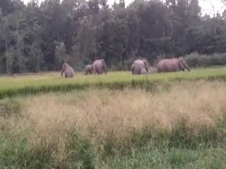 জঙ্গল লাগোয়া গ্রাম রামকানালী। হাতির উপদ্রবের কারণে গ্রামের মানুষ মাঠের ফসল ঘরে তুলতে হিমশিম খেতো। সেজন্যই এখানে দেবী লক্ষী গজলক্ষী রূপে পূজিতা।