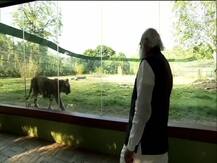 জঙ্গল সাফারিতে গেলেন প্রধানমন্ত্রী, হঠাৎ সামনে হাজির রয়্যাল বেঙ্গল...