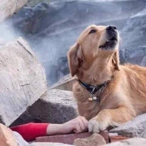 মধ্য ইজমিরে বেশ কয়েকটি জায়গায় ধোঁয়া ওঠার ছবি সামনে এসেছে। ইজমিরের মেয়র জানিয়েছেন, চারজনের মৃত্যু হয়েছে। জখম হয়েছেন ১২০ জন।