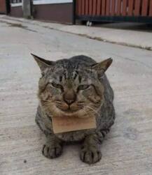 ধারের ফর্দ নিয়ে তিনদিন পর ঘরে ফিরল আদরের পোষ্য!