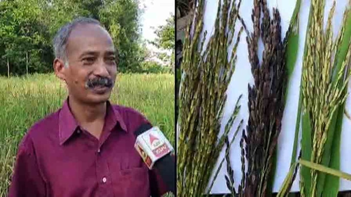 North Bengal University Botany Professor creates 65 varieties paddy single field organic method জৈবিক উপায়ে একই জমিতে ৬৫ রকমের ধানচাষ! দিগন্ত সৃষ্টি বোটানির এই অধ্যাপকের