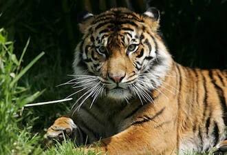 UNESCO declares Panna Tiger Reserve a biosphere reserve পান্না অভয়ারণ্যকে বায়োস্ফিয়ার রিজার্ভ বলে ঘোষণা করল ইউনেস্কো