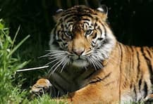 পান্না অভয়ারণ্যকে বায়োস্ফিয়ার রিজার্ভ বলে ঘোষণা করল ইউনেস্কো