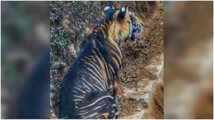 Rare black tiger in Odisha clicked by amateur photographer, Old pics go viral কালো বাঘ? দুর্লভ ছবি নিয়ে তোলপাড় সোশ্যাল মিডিয়া... দেখুন