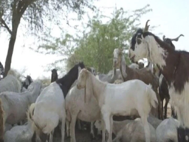 Two bothers who wanted to be hero steal goats to help father produce film in Tamil Nadu সিনেমার হিরো হতে ছাগল চুরি! আজব কীর্তি দুই ভাইয়ের