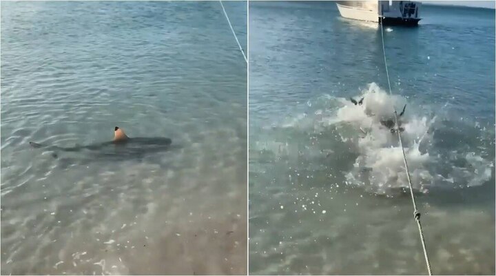 Watch: Incredible moment when brave dog dives into sea to scare away a shark মালিককে বাঁচাতে জলে ঝাঁপিয়ে হাঙরকে তাড়া কুকুরের, ভাইরাল হল ভিডিও