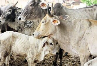 Madhya Pradesh to get gau cabinet, announces CM Shivraj Singh Chouhan Cow Protection: গো রক্ষায়  ‘গো ক্যাবিনেট’ তৈরির সিদ্ধান্ত মধ্যপ্রদেশ সরকারের