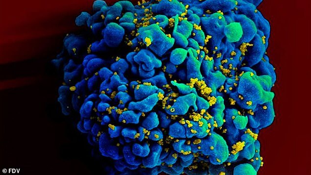 Chapare Virus: Another Deadly Virus On The Rise Know All About The Ebola Like Virus In Bolivia আরও এক মারণ ভাইরাসের হদিশ দিলেন বিজ্ঞানীরা, লাতিন আমেরিকায় উৎস এই ভাইরাসের সম্পর্কে সতর্ক থাকার পরামর্শ, জানুন বিস্তারিত