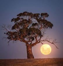 দীর্ঘ বন্দিদশার পর বিদেশ-ভ্রমণের কথা ভাবছেন? ট্রিপ প্ল্যান করার আগে এই ছবিগুলি অবশ্যই দেখুন...