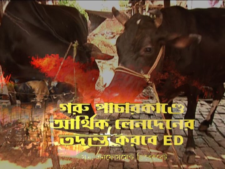 Enforcement Directorate to probe financial transaction of Cow smuggling case Cow Smugglimg Case: গরু পাচারের টাকা কোথা থেকে কোথায়, কোন কোন প্রভাবশালীর হাতে? খতিয়ে দেখবে ইডি