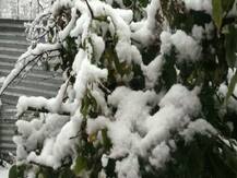 ছবিতে দেখুন: বছরের প্রথম তুষারপাতের স্বাদ পেল কাশ্মীরের সমতল, বরফের চাদরে ঢাকল উপত্যকা...