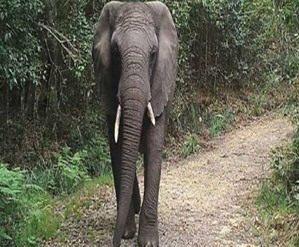 Namibia to auction 170 wild elephants, saying rising numbers threaten people বিপজ্জনকভাবে বাড়ছে সংখ্যা, নামিবিয়া নিলামে তুলছে ১৭০টি বুনো হাতি