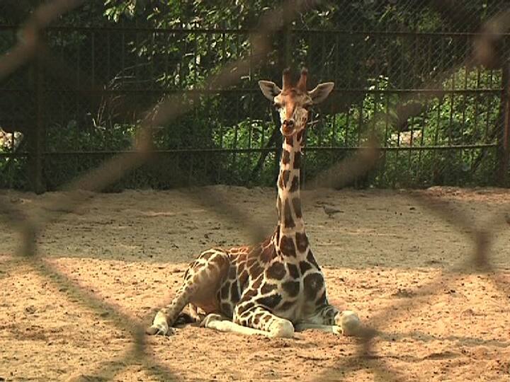 জন্মের পর থেকে গত ৮ দিন ছোট্ট জিরাফটির স্বাস্থ্যের দিকে নজর রাখছিলেন চিকিৎসক ও কর্মীরা।