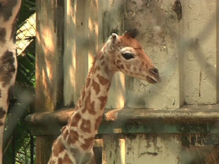 শনিবার আঁতুড়ঘর থেকে বের করে এনে জিরাফ ছানাটির সঙ্গে পরিচয় করানো হল দর্শকদের। 