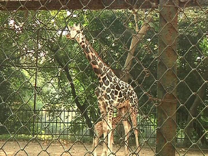 আলিপুর চিড়িয়াখানা সূত্রে খবর, গত ২৭ নভেম্বর একটি পুত্রসন্তান প্রসব করে জিরাফ লক্ষ্মী। 