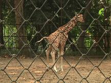 চিড়িয়াখানার নতুন সদস্য 'লক্ষ্মী-ছানা' এখন দর্শকদের মধ্যমণি