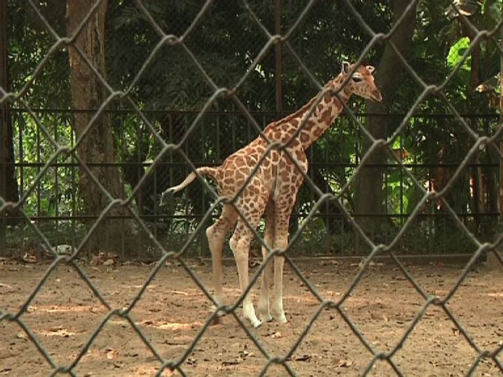 কখনও আপন মনে হেঁটে-চলে ঘুরে বেড়াচ্ছে।