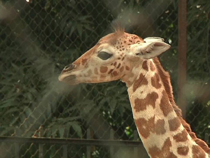 চিড়িয়াখানার অধিকর্তা আশিসকুমার সামন্ত বলেন, বাচ্চা হয়েছে। শীতকালে আমাদের নতুন অতিথি। ওর স্বাস্থ্য ঠিকঠাক আছে। একে দেখে দর্শকরা খুশি।