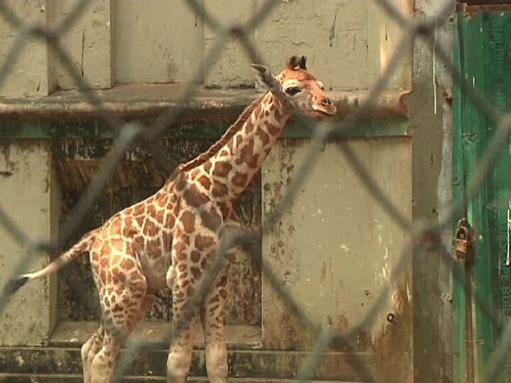 চিড়িয়াখানা সূত্রে খবর, নবজাতকের মা লক্ষ্মীরও জন্ম হয়েছিল এখানেই। বর্তমানে জিরাফ পরিবারের সদস্য সংখ্যা ৯।
