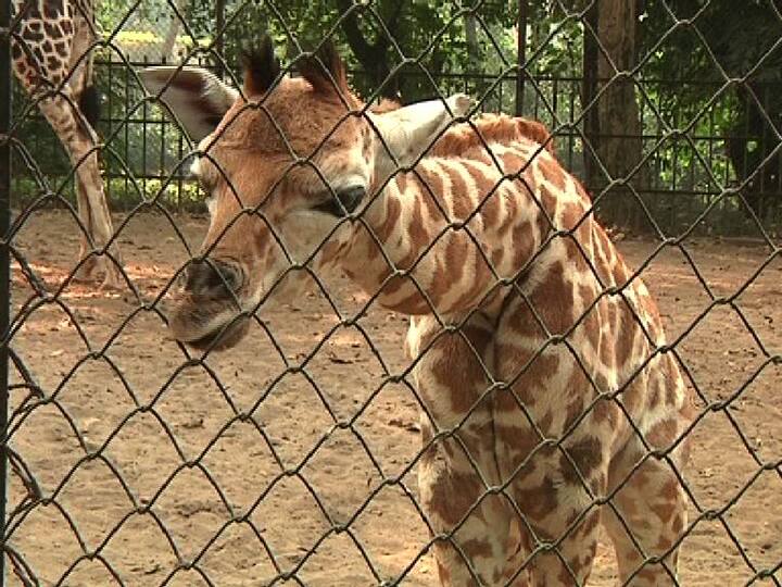 করোনা আবহে প্রায় সাত মাস বন্ধ ছিল আলিপুর চিড়িয়াখানা। গত ২ অক্টোবর দর্শকদের জন্য ফের খুলে দেওয়া হয় দরজা।