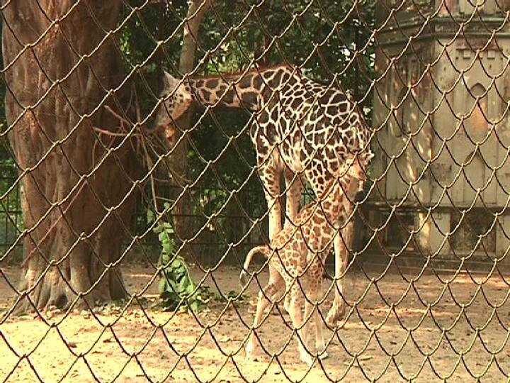 বছর শেষের আলিপুর চিড়িয়াখানায় নতুন অতিথি। শনিবার দর্শকদের সামনে নিয়ে আসা হল এক জিরাফ ছানাকে। 