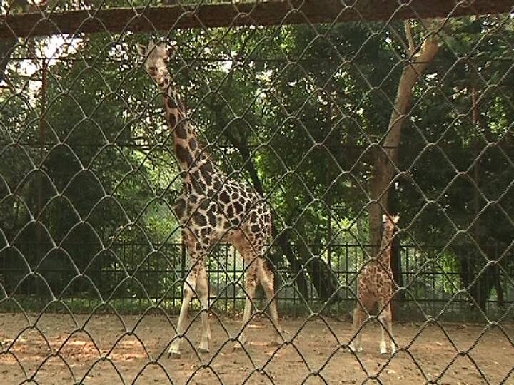 চিড়িয়াখানা সূত্রে খবর, শারীরিক দূরত্ব মেনে দর্শক প্রবেশের অনুমতি দেওয়া হলেও অন্যান্য বছরের তুলনায় এবার অনেকটাই কম আসছেন দর্শকরা।