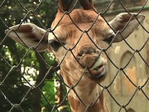 চিড়িয়াখানার নতুন সদস্য 'লক্ষ্মী-ছানা' এখন দর্শকদের মধ্যমণি