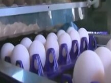 Egg: ডিমের সাদা অংশ দারুণ উপকারী, জেনে নিন ৫ টি গুরুত্বপূর্ণ কার্যকারিতা