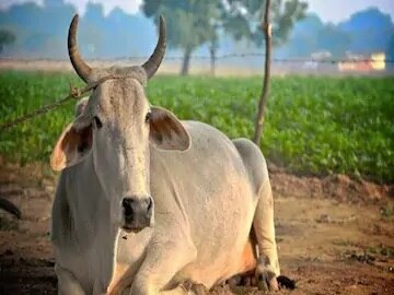 Anti-Cow Slaughter Bill Passed by Karnataka Assembly Amid Opposition Parties Boycott and Walkout Anti-Cow Slaughter Bill: কর্নাটকে গো-হত্যা বিরোধী বিল পাশ, বিধানসভা বয়কট, ওয়াকআউট বিরোধীদের