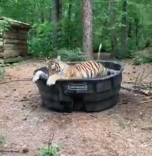 tiger uses tub to bath at kodagu in Karnataka, Mahindra retweets viral video বাড়ির পিছনে রাখা জলের পাত্রে সটান এসে গা ডুবিয়ে দিল ডোরাকাটা, ভিডিও ভাইরাল সোশ্যাল মিডিয়ায়