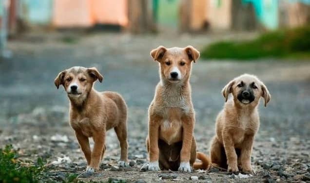 Dog tied to car, dragged through road in Kerala | কুকুরকে গাড়ির পিছনে ...