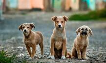 ছেলের ওপর রেগে আগুন বাবা সম্পত্তি লিখে দিলেন নেড়ি কুকুরকে!