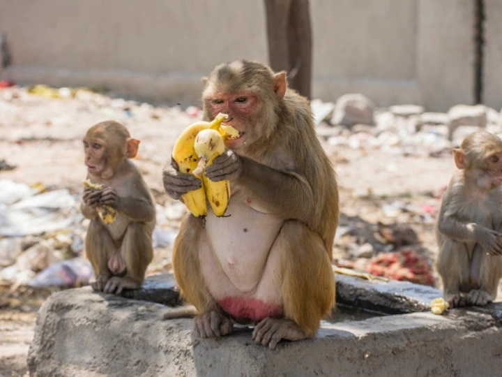 Today is International Monkey Day, why is the day celebrated? আজ আন্তর্জাতিক বানর দিবস, কেন পালন করা হয় দিনটি?