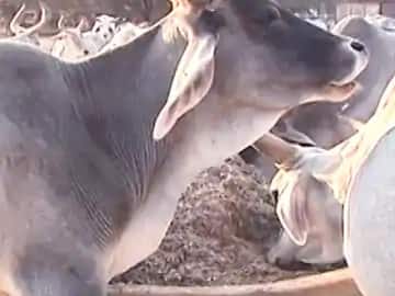 Uttar Pradesh Childless Couple Adopts Calf as Son Shahjahanpur District Holds Mundan Ceremony দত্তক নিয়ে বাছুরের ‘মুন্ডন’ করল উত্তরপ্রদেশের ১৫ বছরের নিঃসন্তান দম্পতি
