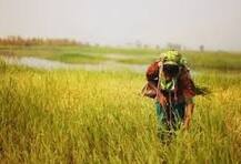 নয়া কৃষি আইন: চাষীদের ৪০ লাখ টাকা মেটাতে পারেননি, মধ্য প্রদেশে নিলামে উঠল ব্যবসায়ীর বাড়ি