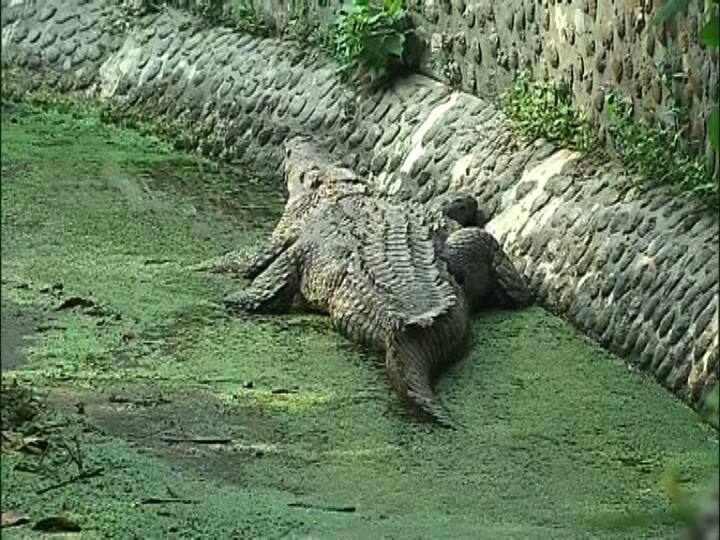 অলস মেজাজে। পরিখায় দেখা মিলল প্রকাণ্ড কুমীরের।