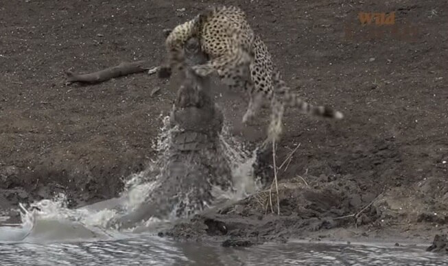 Viral Video Huge Crocodile Drags Cheetah In Water Horrifying Video কী ভয়ঙ্কর!! চকিতে জল থেকে ঝাঁপ দিয়ে উঠে চিতাকে জলে টেনে নিয়ে   গেল কুমীর, ভিডিও ভাইরাল