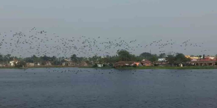 As soon as the winter started, migrants birds come to bandel lakes  শীত পড়তেই শুরু কলতান, ব্যান্ডেলের ঝিলে অতিথি পরিযায়ীরা