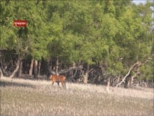 বাঘের গলায় রেডিও কলার পরিয়ে ছাড়া হল সুন্দরবনে, উদ্যোগ বনদফতরের