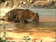 Calcutta Zoo Photos: জল খাচ্ছে বাঘ, আর........শীতের আমেজে বর্ষবিদায়ে চিড়িয়াখানার ছবি দেখুন