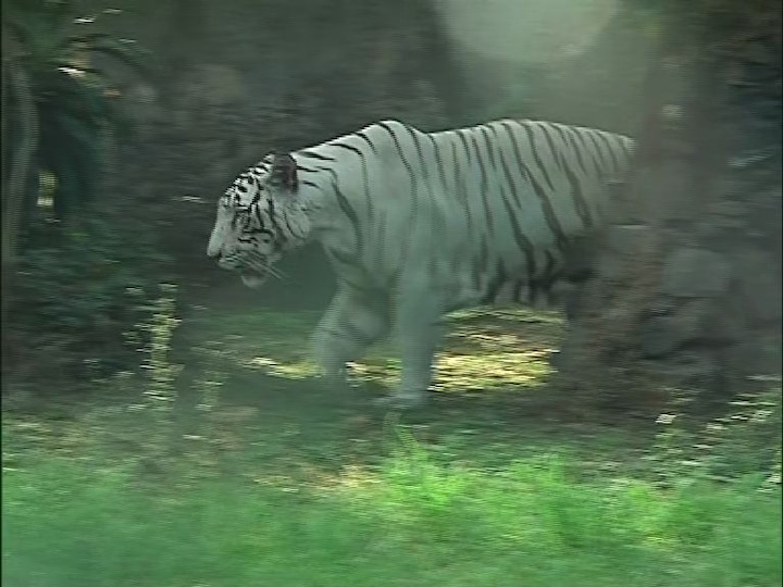 কচিকাঁচাদের ভিড় চিড়িয়াখানায়।